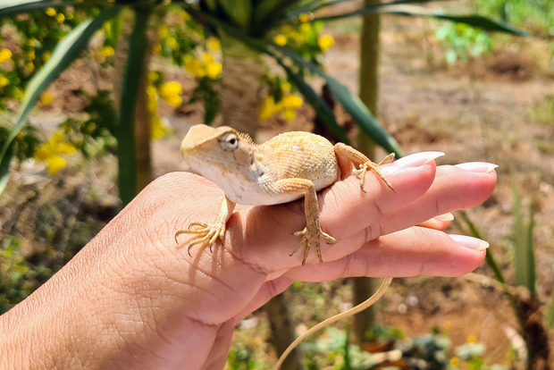 Escursione di un giorno nella giungla di Khao Sok - Trekking nella giungla e rafting su zattere di bambù