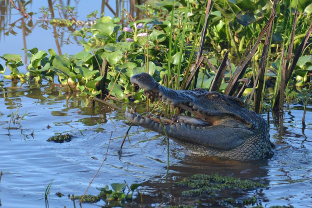 De Ho Chi Minh al Parque Nacional de Cat Tien - Dalat (3 días)
