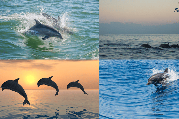 Private Family Dolphin Tour in Poreč