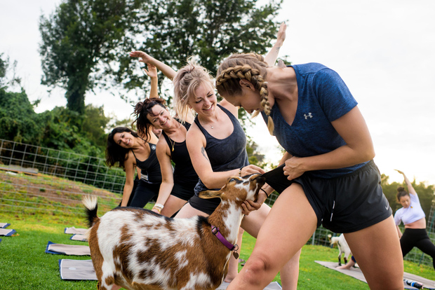 Maui Goat Yoga med dvärggetter