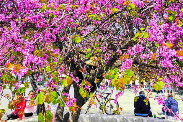 Tour express della città di Corfù: 90 minuti di storia e cultura