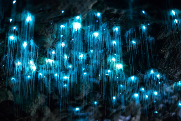 Gold Coast: grotte Glow Worm diurne e tour hop-on hop-off