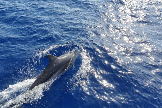 Mallorca: 2-stündige Delfinbeobachtungstour & Glasbodenboot