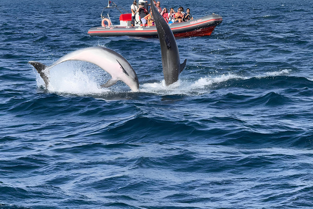 Albufeira: avvistamento delfini e crociera in barca alla grotta di Benagil