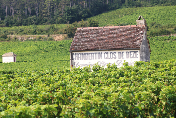 "Route des grands crus", private wine tasting in Burgundy !
