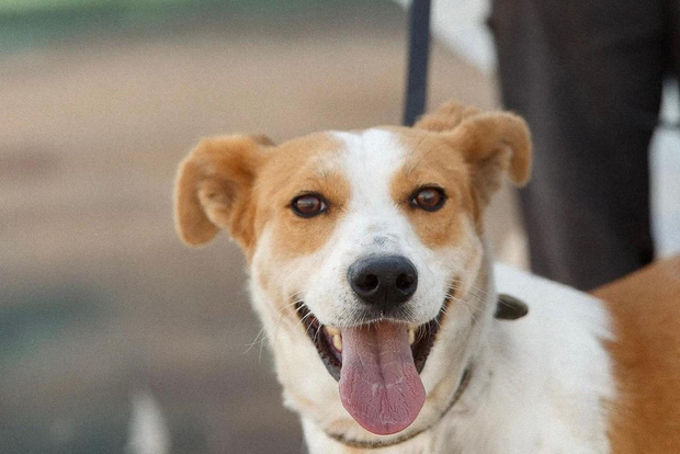 Skiathos: Dog Shelter Visit, Hike & Cooking Class with Lunch