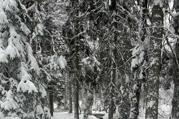Stoccolma: sauna tradizionale guidata