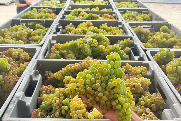 Esclusiva degustazione di 5 vini