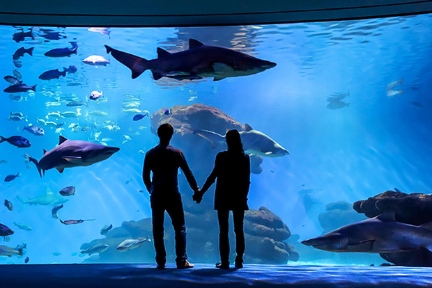 Майорка: входной билет в Palma Aquarium с возможностью посещения 3D-кинотеатра