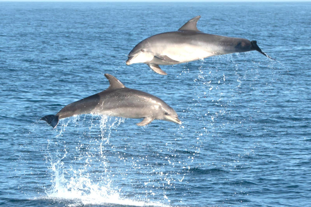 Olbia: Dolphin Watching & Snorkeling Boat Tour near Figarolo