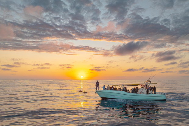Da Alcudia: tour in barca all'alba per l'osservazione dei delfini