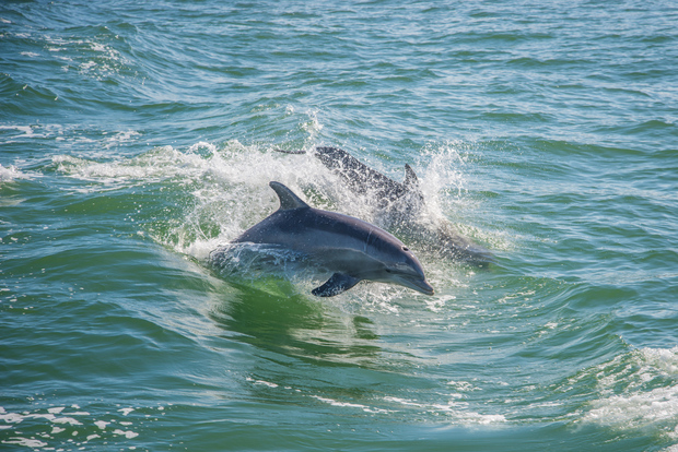 St. Petersburg, FL: Private 2-Hour Dolphin Watching Cruise
