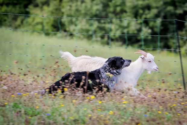 Rimini: Upplevelse på San Leo kashmirfarm
