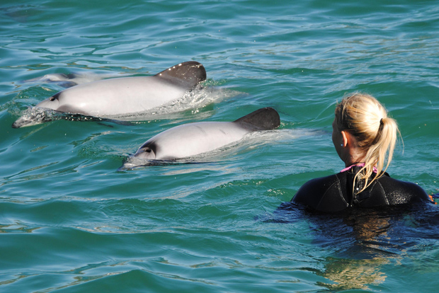 Akaroa: Swimming with Wild Dolphins Experience