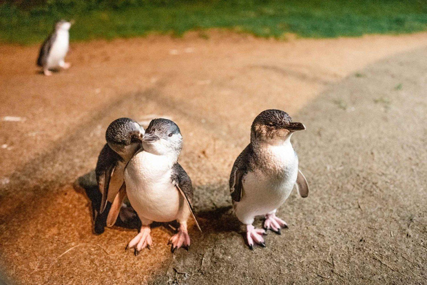 Melbourne: Boutique Phillip Island Wine, Dine & Penguin Tour