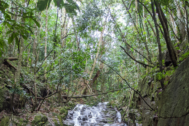 Escursione avventurosa nella giungla: arrampicata, cascata, scoperta delle Seychelles!