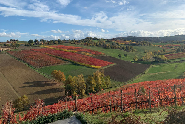 Modena: Parmigiano, Aceto Balsamico, Tour del Vino + Pranzo