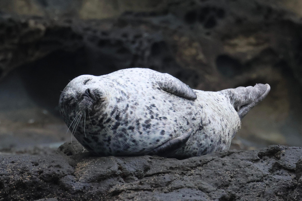 Newport Beach: Crociera per avvistare le balene durante tutto l'anno