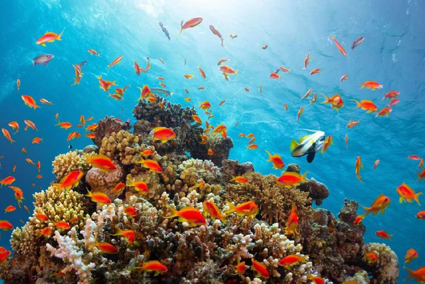 Puerto de Sharm el Sheij : Excursión de buceo a Ras Mohammed con almuerzo