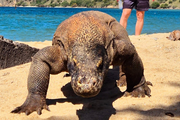 From Labuan Bajo: Komodo Dragons and Island Hop with All Fee