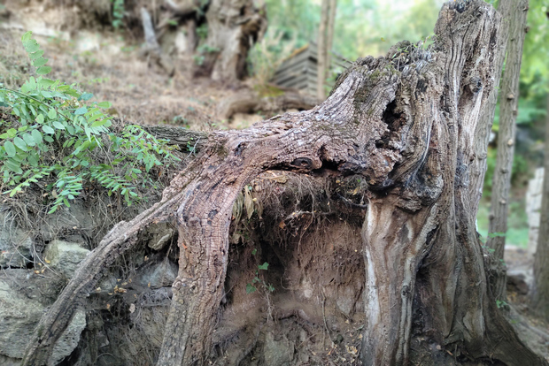 Entra nel quadro, tocca le radici e torna indietro nel tempo!