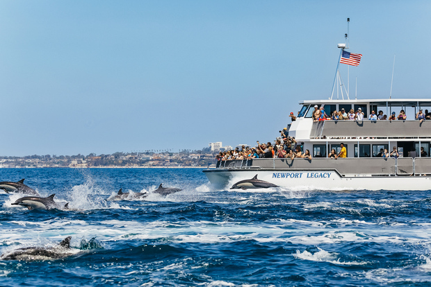 Newport Beach: Tour di 2 ore per l'osservazione delle balene