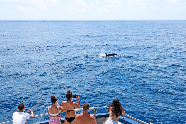 Maiorca: crociera per avvistare i delfini