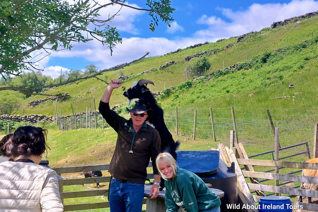 戈尔韦凯尔莫尔、牧羊场和康尼马拉私人一日游