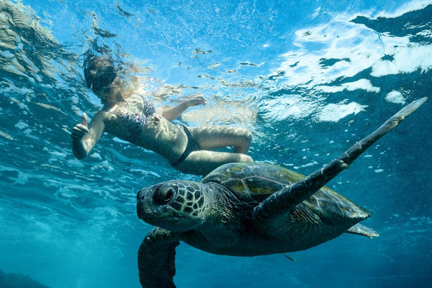 Byron Bay: Snorkeling Tour at Julian Rocks, Nguthungulli