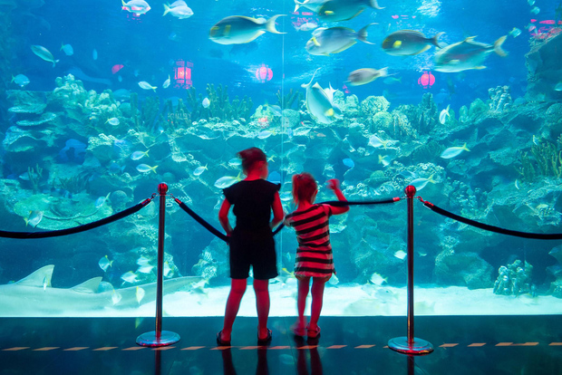 Aquaria KLCC: inträdesbiljett med transfer vid ankomst