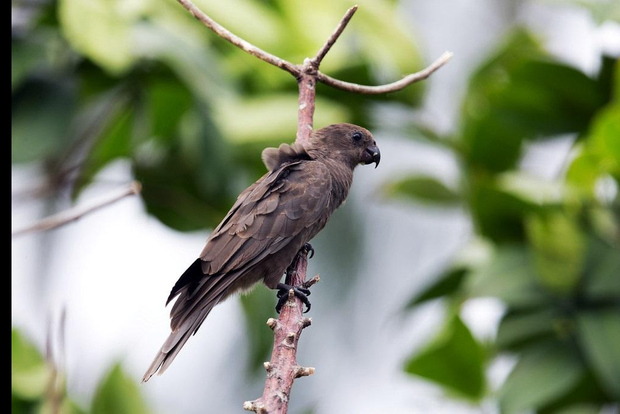 Praslin: visita privata della Vallée de Mai con una guida locale