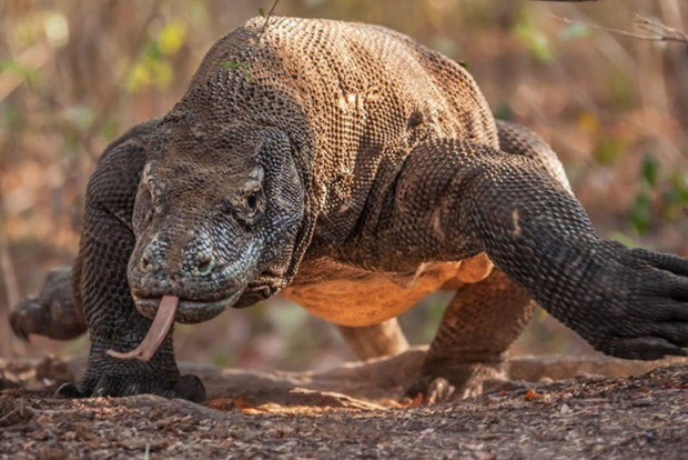 Komodo Island: Private 3-Day Tour with Boat and Hotel Stay