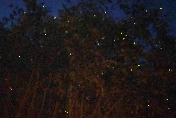 From Kuala Lumpur: Kuala Selangor Fireflies Tour with Dinner