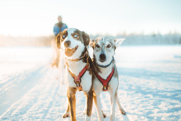 Rovaniemi: avventura in husky di 7 km, in autonomia