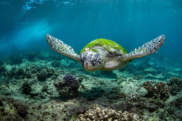 Muscat: Dimaniyat Islands Snorkeling Trip with Hotel Pickup