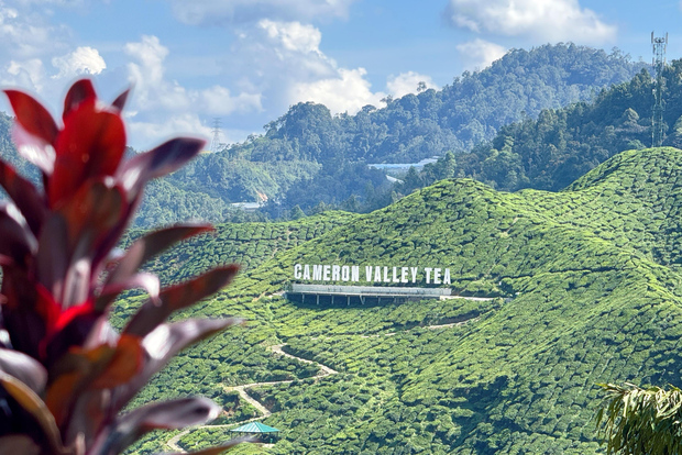 From Kuala Lumpur: Cameron Highlands Day Tour w/Lunch&Pickup
