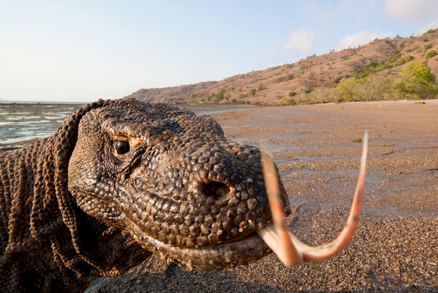 Komodo: 4-Day Private Tour with Overnight Boat and Hotel