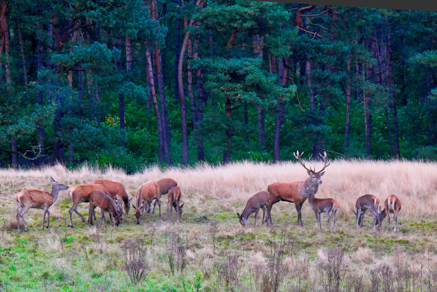 Tour privato del Parco Nazionale della Veluwe e del Museo Kröller Müller