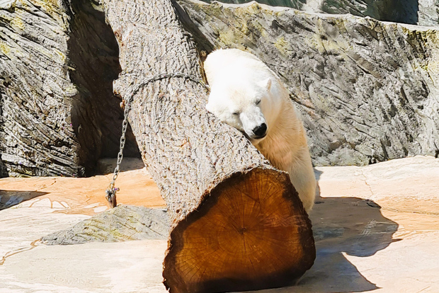 Prag: Audioguide des Prager Zoos mit E-Ticket