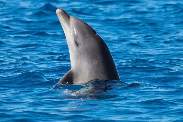 Olbia: Bootstour mit Delfinbeobachtung und Schnorcheln
