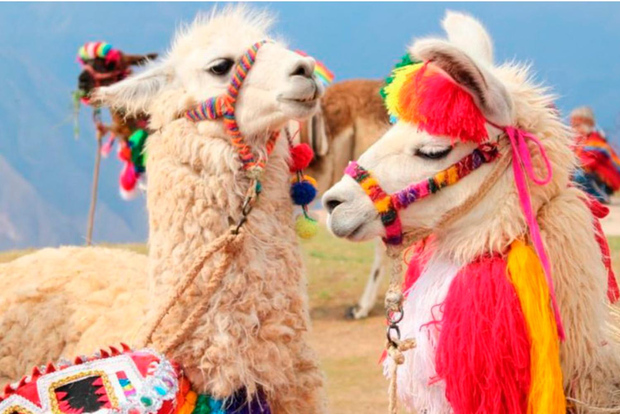 Da Cusco: tour della Valle Sacra e delle miniere di sale di Maras con pranzo