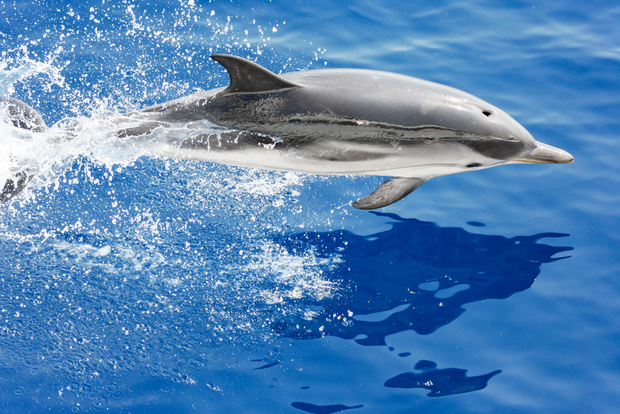 Genoa: Cetacean Watching Cruise with Marine Biologist Guide