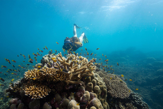 Cairns: Snorkla och dyk vid avskild ö i Stora barriärrevet