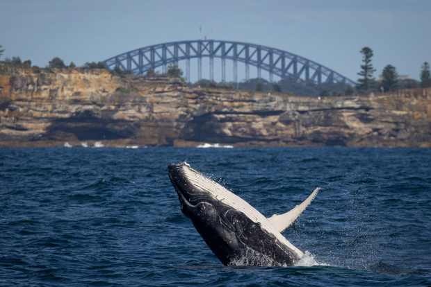 Sydney: Whale Watching Cruise and Taronga Zoo Package