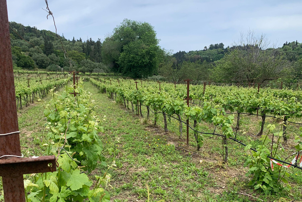 Tour del vino di Cefalonia in bici elettrica