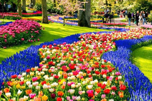 Keukenhof e tour in campagna: goditi l'Olanda al meglio!