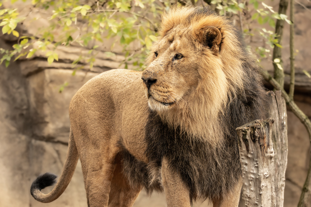 Zoo di Londra: Biglietto d'ingresso
