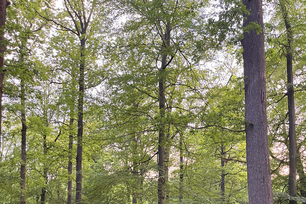 Parigi: tour a cavallo ad Aumont-en-Halatte