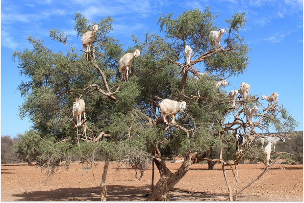 Marrakech: excursión de un día a Esauira con tour guiado