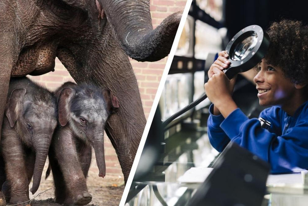 Amsterdam: Biglietto cumulativo Artis Royal Zoo e ARTIS-Micropia